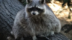 Kolik raccoonů žije